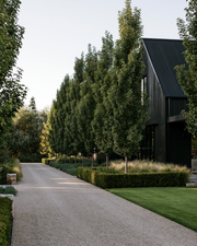 Pyrus calleryana 'Capital' Ornamental Pear