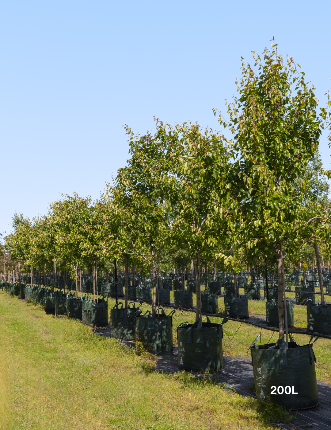 Pyrus nivalis | Snow Pear – Silver-Leaf Ornamental Tree - 200L ...