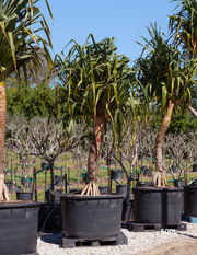 Pandanus tectorius - Evergreen Trees Direct