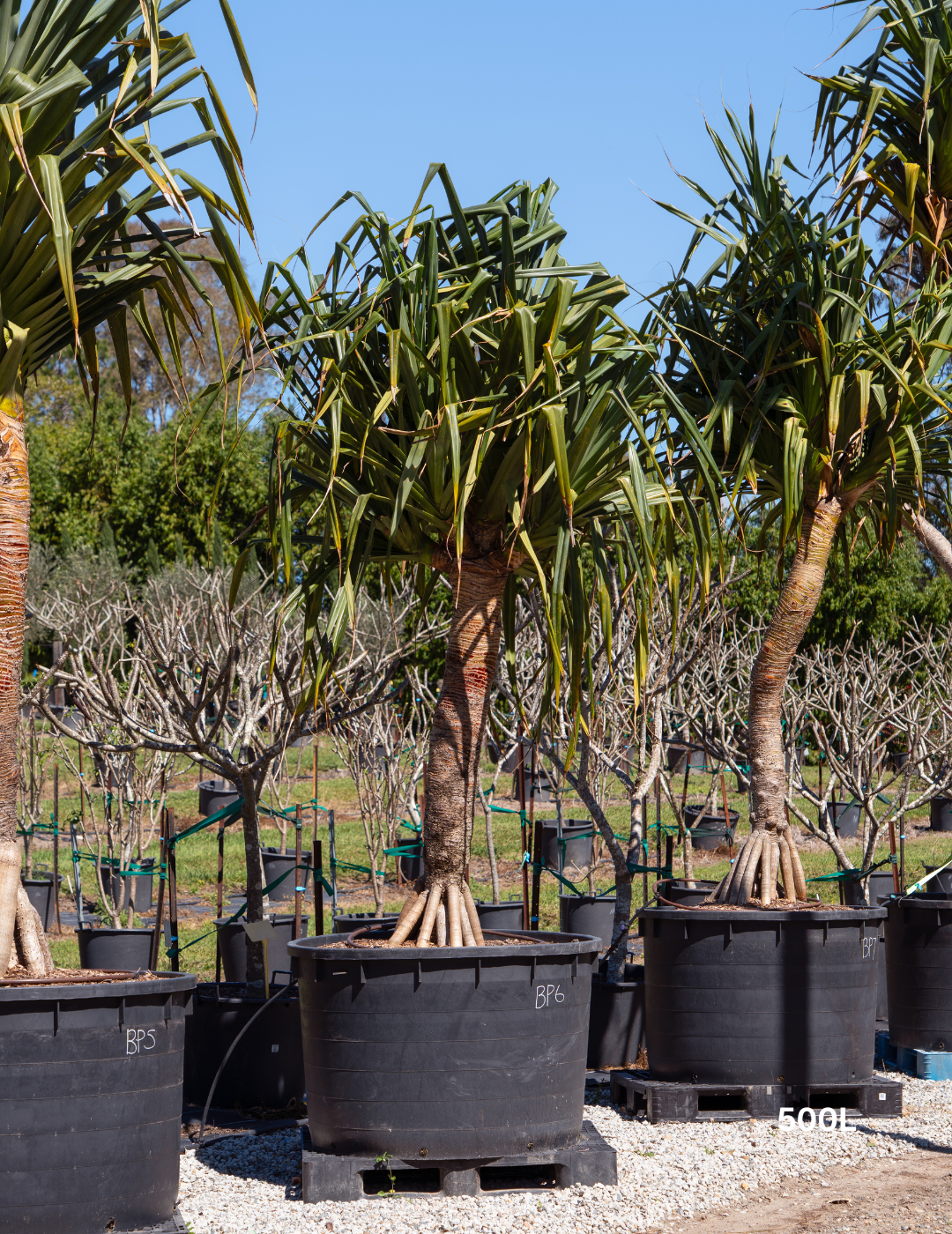 Pandanus tectorius - Evergreen Trees Direct
