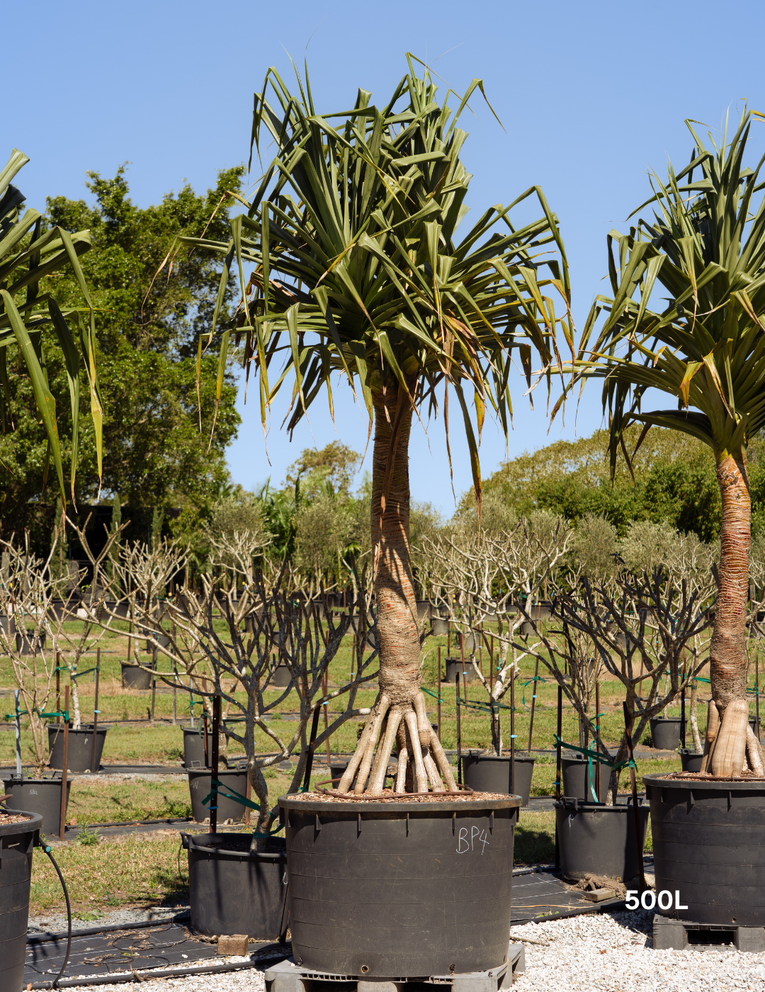 Pandanus tectorius - Evergreen Trees Direct