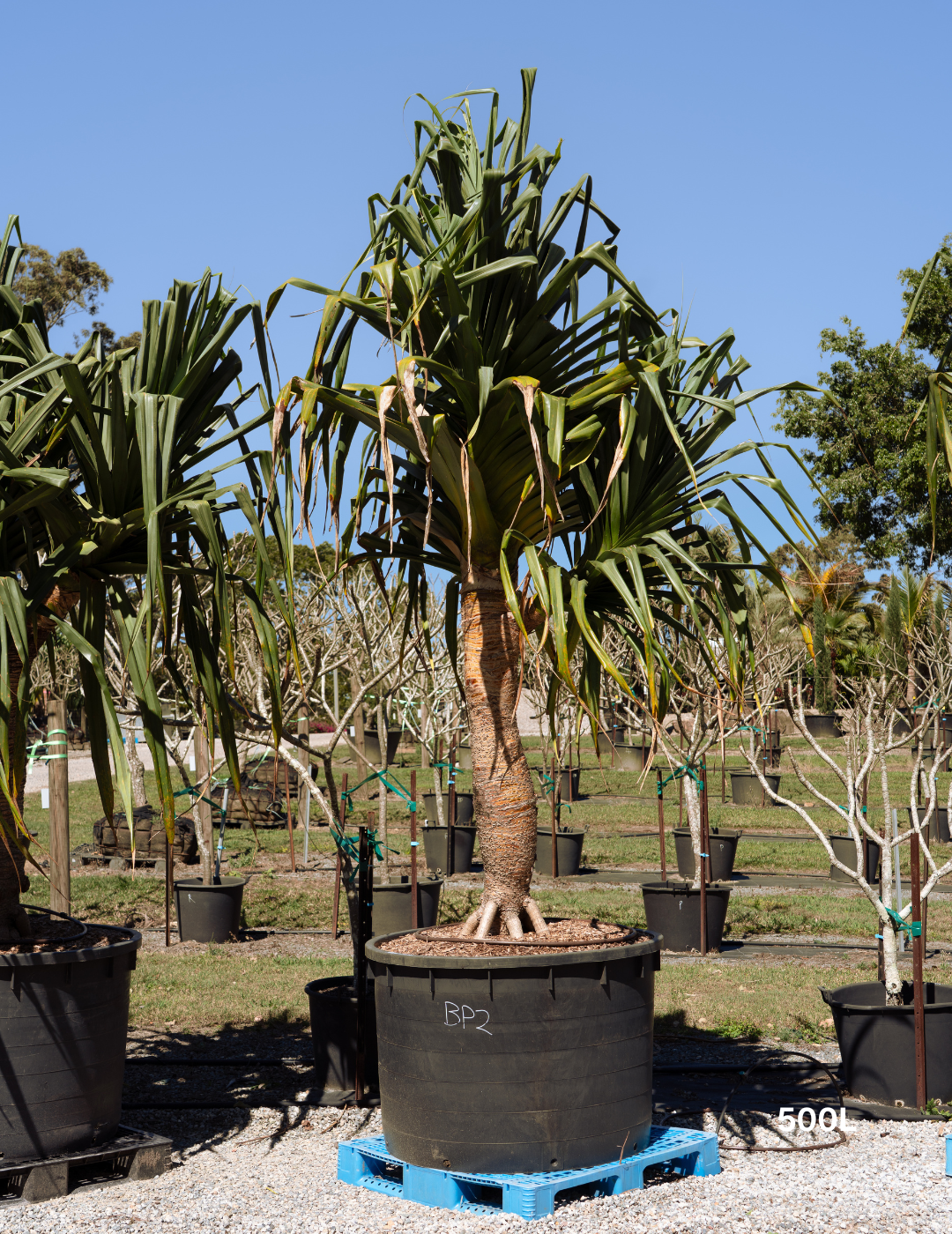 Pandanus tectorius - Evergreen Trees Direct