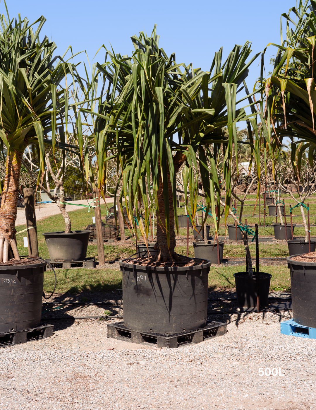 Pandanus tectorius - Evergreen Trees Direct