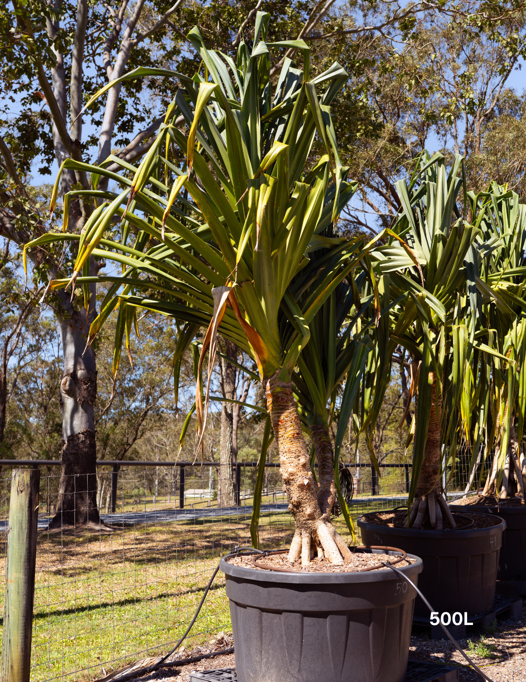 Pandanus tectorius - Evergreen Trees Direct