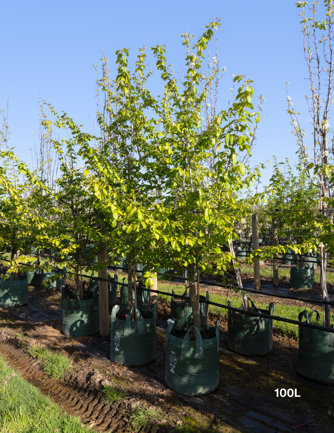 Parrotia Persica - Persian Ironwood - Evergreen Trees Direct