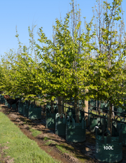 Parrotia Persica - Persian Ironwood - Evergreen Trees Direct
