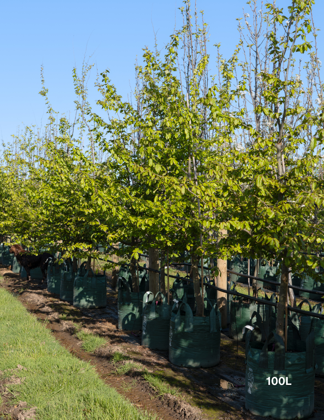 Parrotia Persica - Persian Ironwood - Evergreen Trees Direct