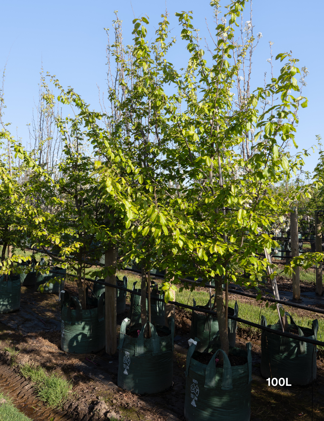 Parrotia Persica - Persian Ironwood - Evergreen Trees Direct