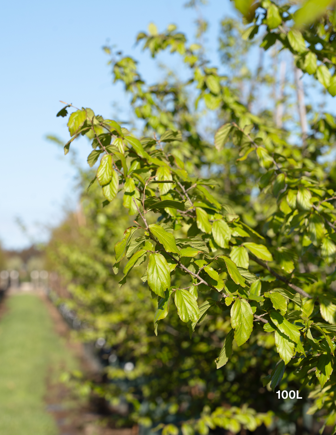 Parrotia Persica - Persian Ironwood - Evergreen Trees Direct