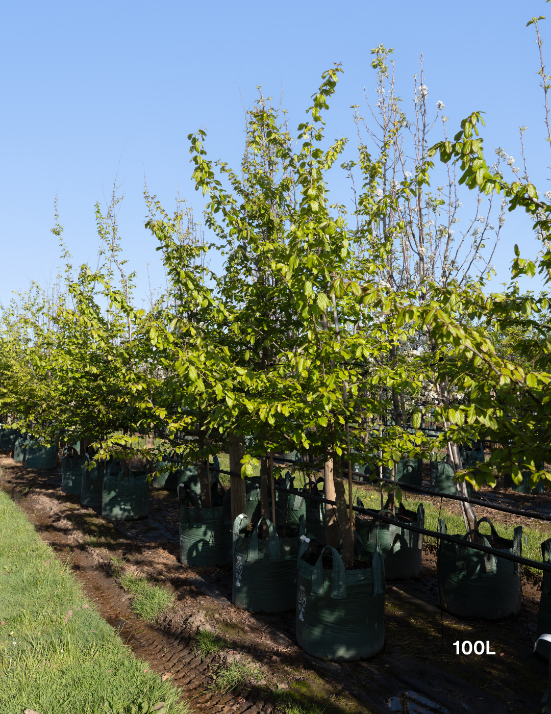 Parrotia Persica - Persian Ironwood - Evergreen Trees Direct