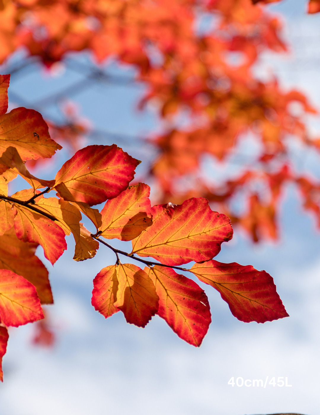 Parrotia Perscia - Evergreen Trees Direct