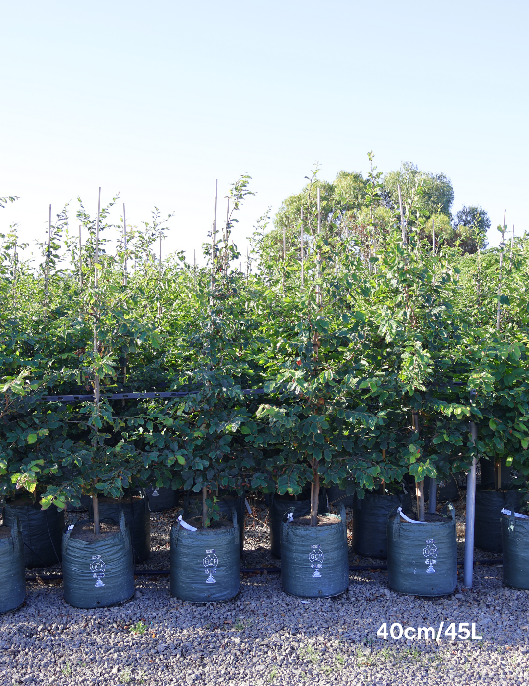 Parrotia Perscia - Evergreen Trees Direct