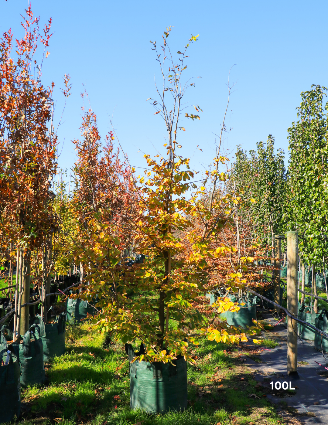 Parrotia Perscia - Persian Ironwood - Evergreen Trees Direct
