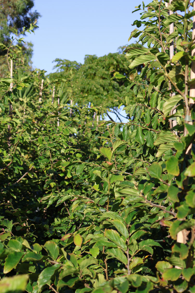 Parrotia Perscia