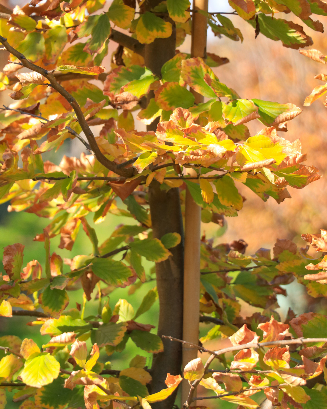 Parrotia Persica - Persian Ironwood
