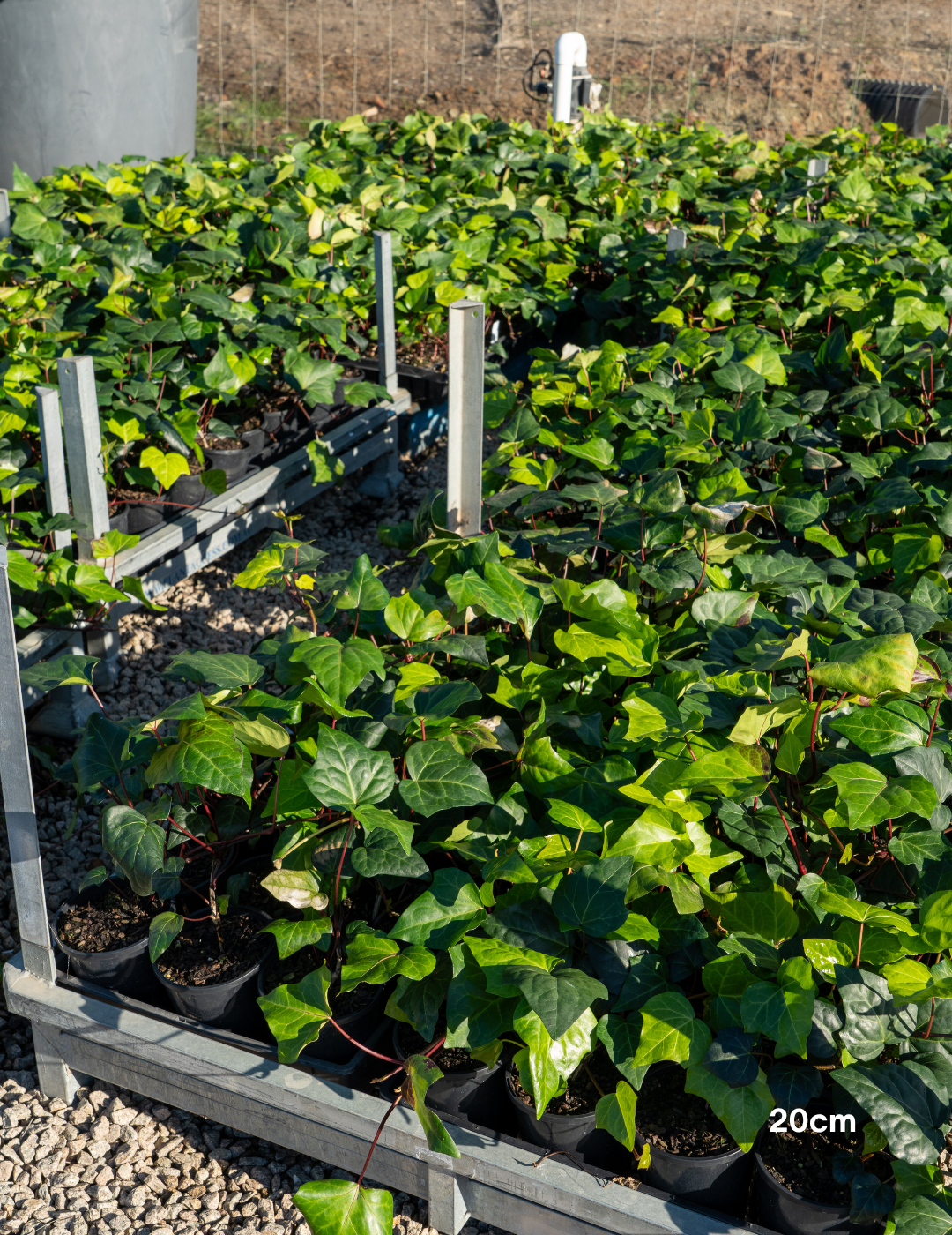 Parthenocissus tricuspidata – Boston Ivy