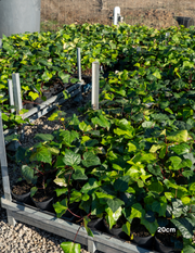 Parthenocissus tricuspidata – Boston Ivy