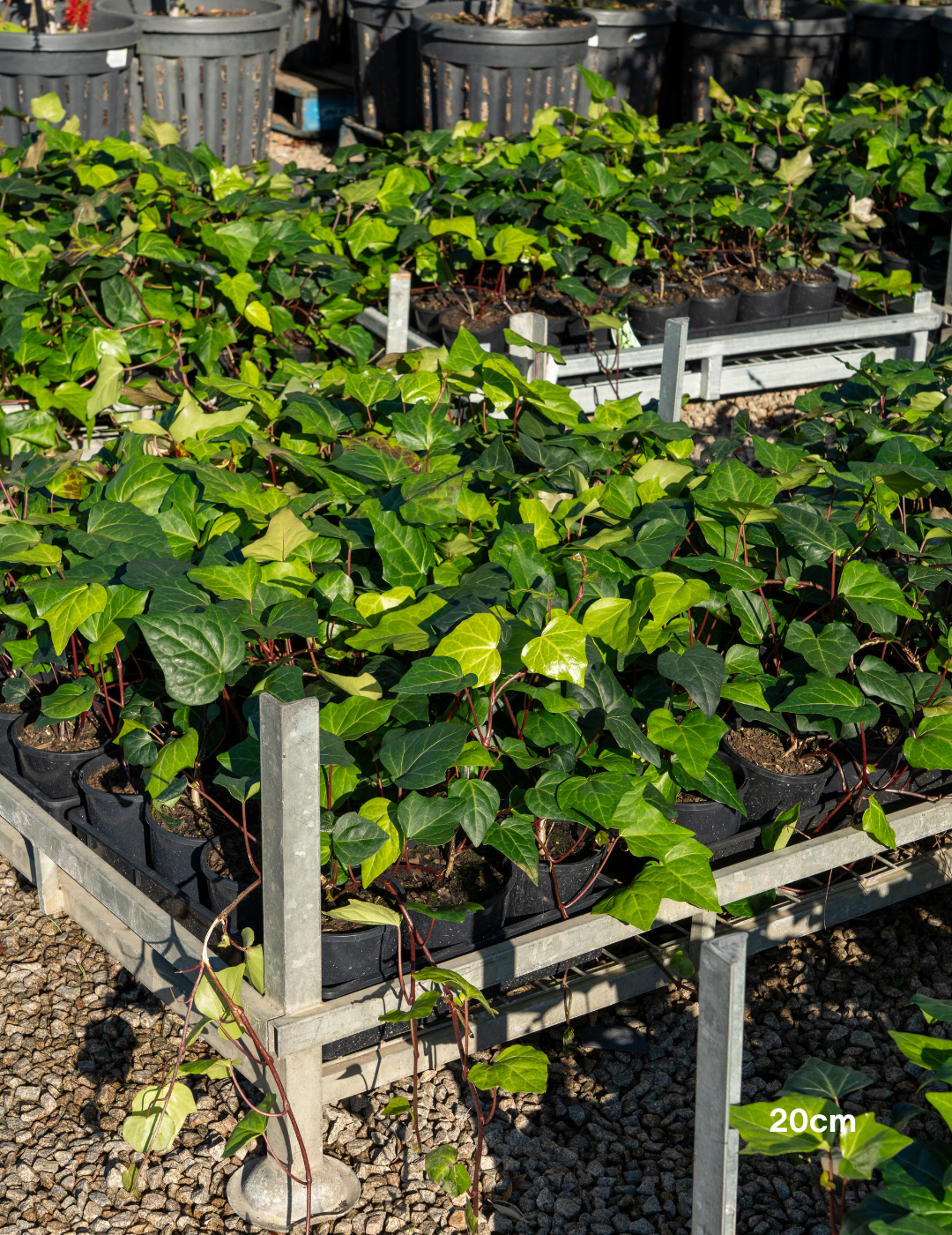 Parthenocissus tricuspidata – Boston Ivy