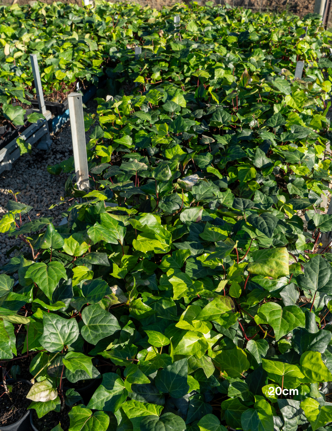 Parthenocissus tricuspidata – Boston Ivy