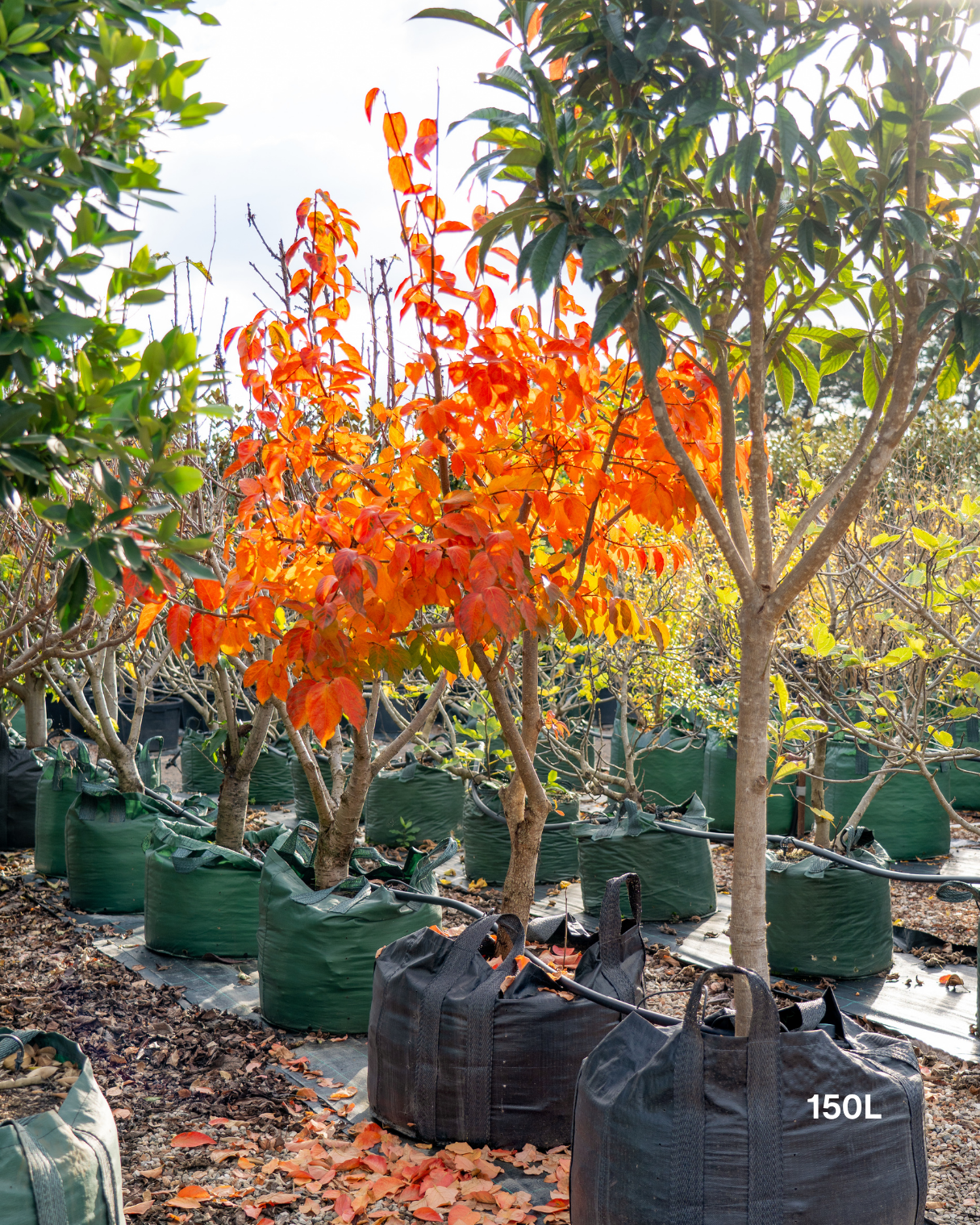 Diospyros kaki – Persimmon Tree