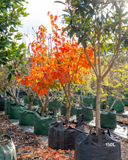 Diospyros kaki – Persimmon Tree