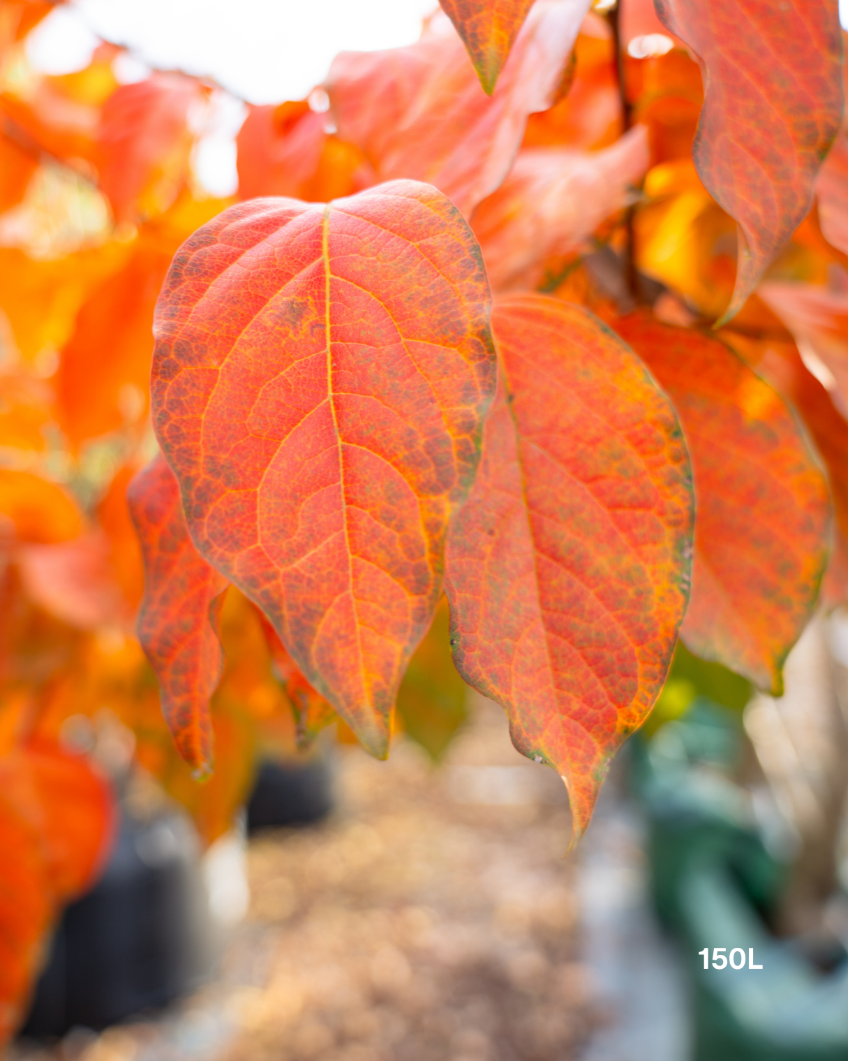 Diospyros kaki – Persimmon Tree