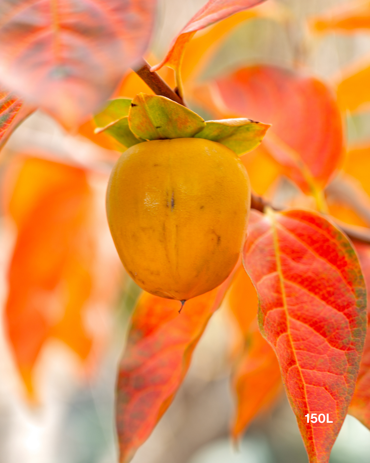 Diospyros kaki – Persimmon Tree