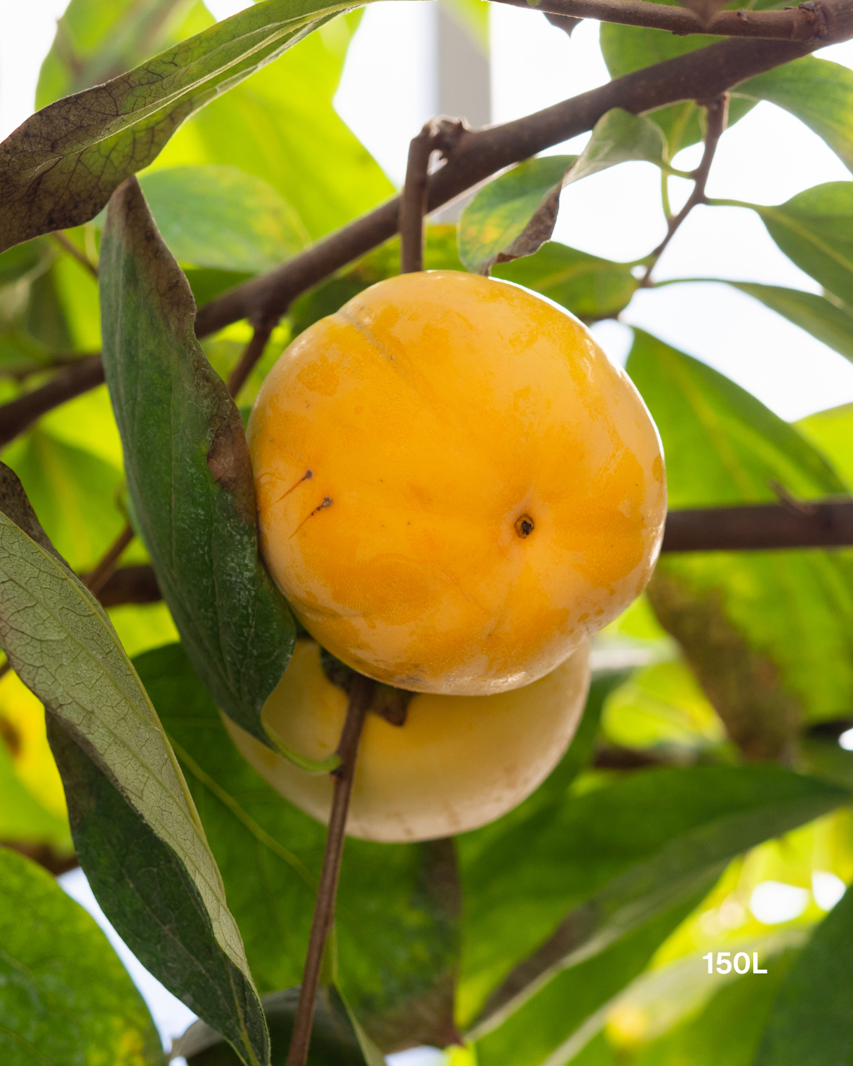 Diospyros kaki – Persimmon Tree
