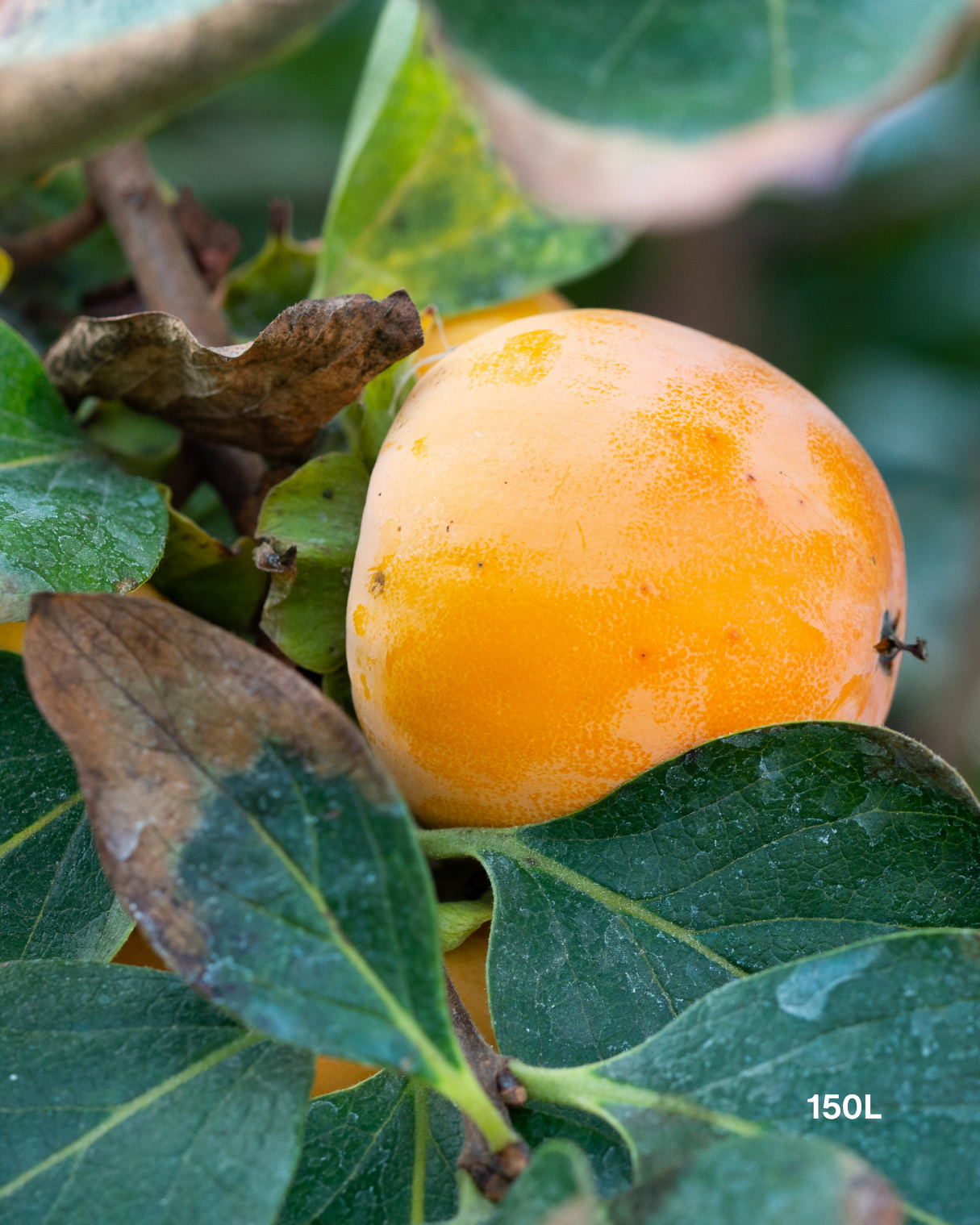 Diospyros kaki – Persimmon Tree