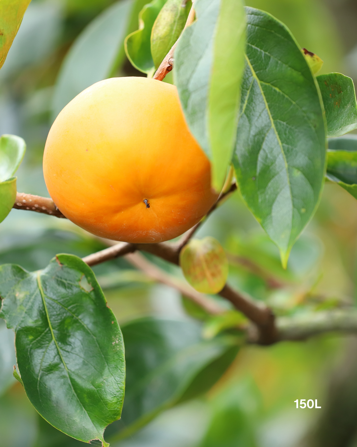 Diospyros kaki – Persimmon Tree
