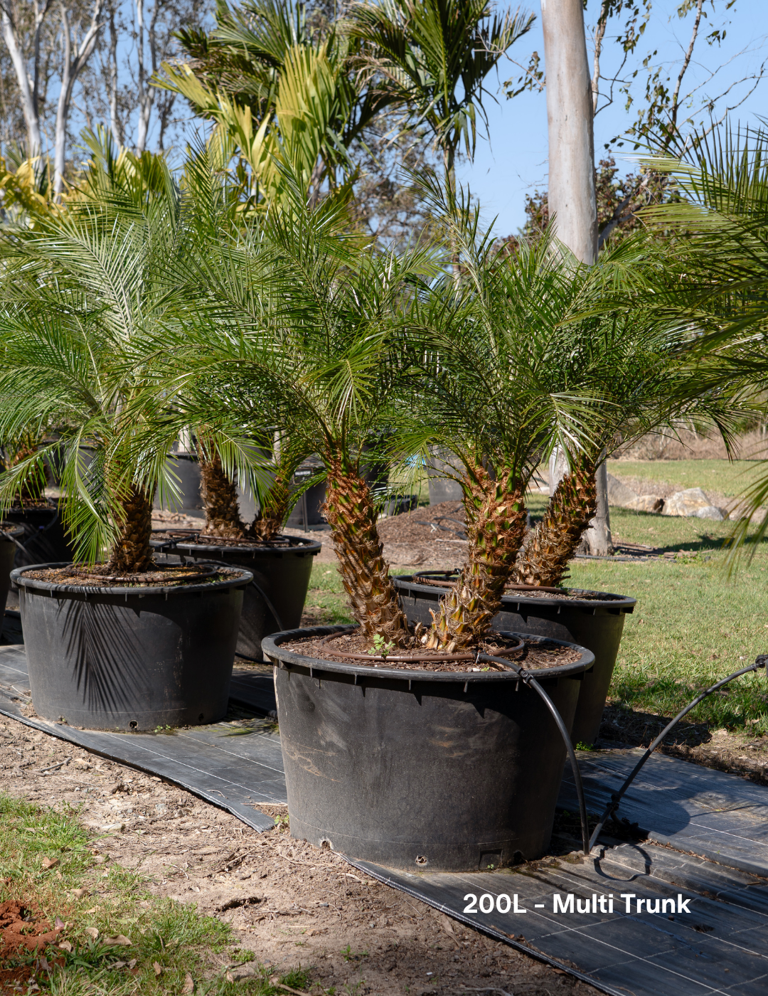 Phoenix Roebellini (Pygmy Date Palm) - Evergreen Trees Direct