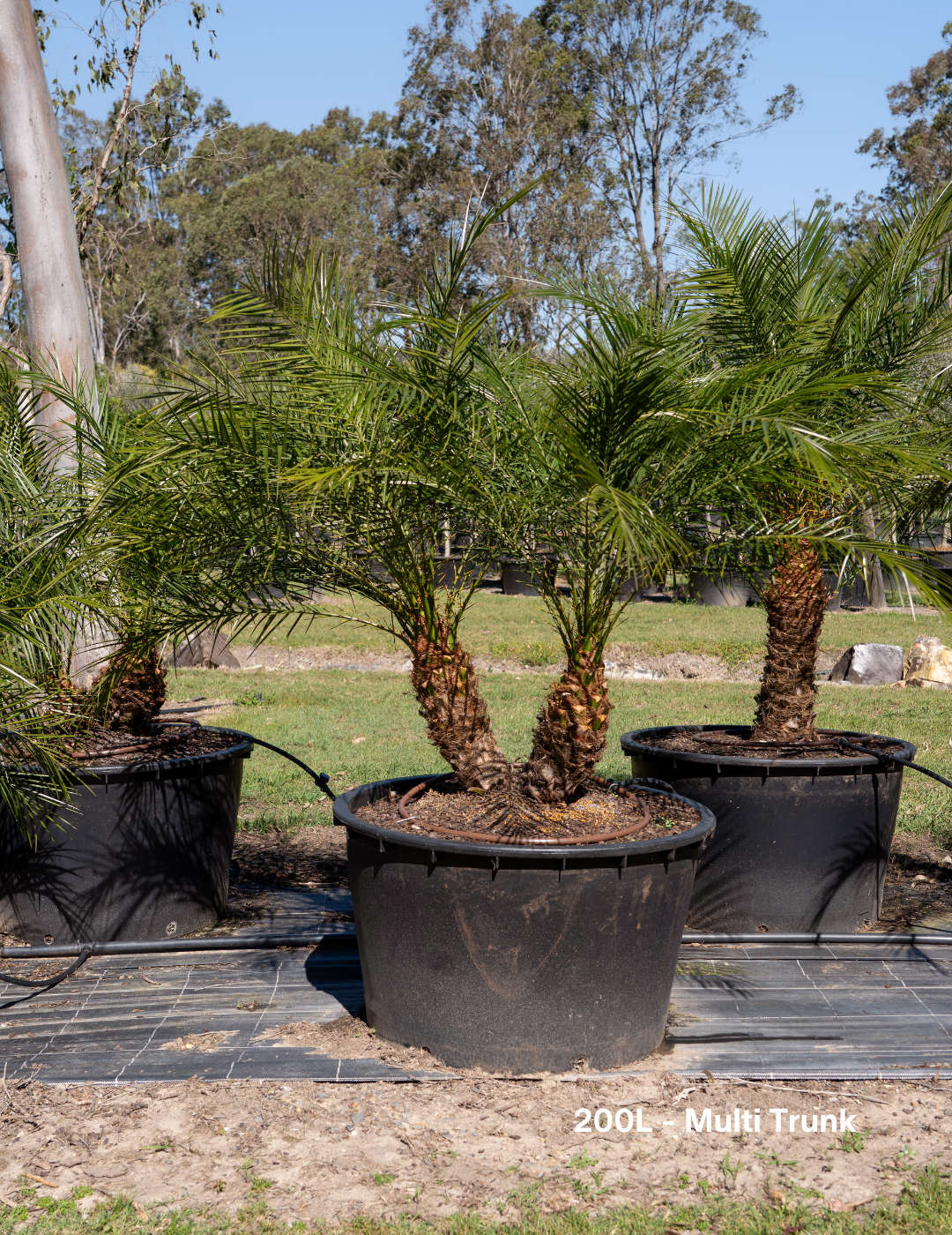 Phoenix Roebellini (Pygmy Date Palm) - Evergreen Trees Direct