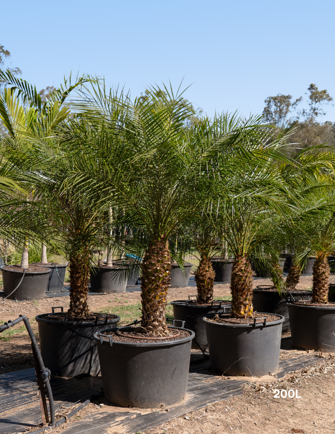 Phoenix Roebellini (Pygmy Date Palm) - Evergreen Trees Direct