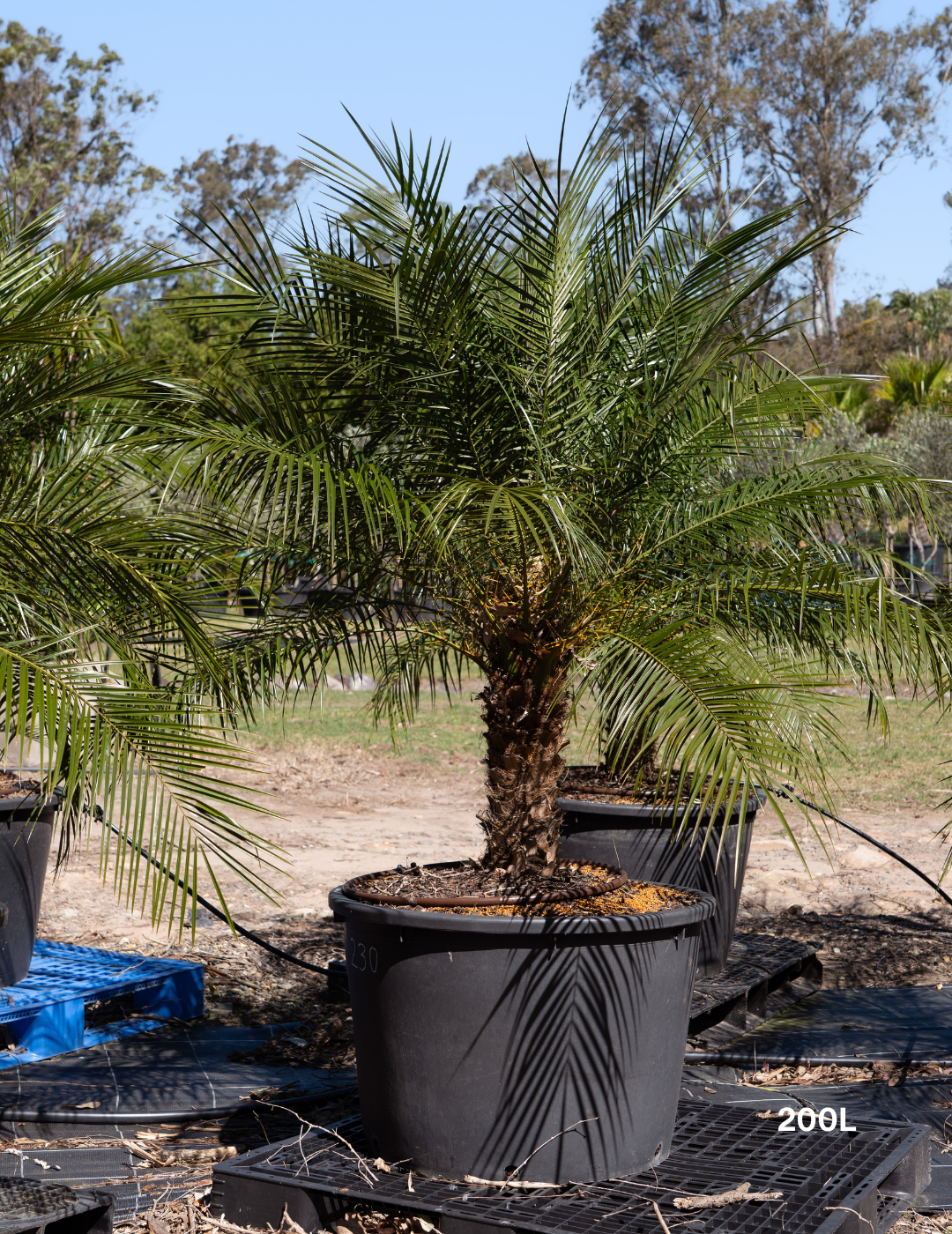 Phoenix Roebellini (Pygmy Date Palm) - Evergreen Trees Direct
