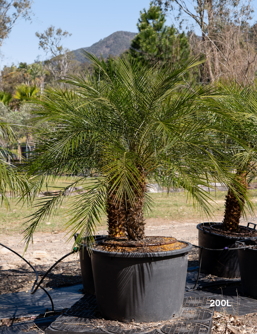 Phoenix Roebellini (Pygmy Date Palm) - Evergreen Trees Direct