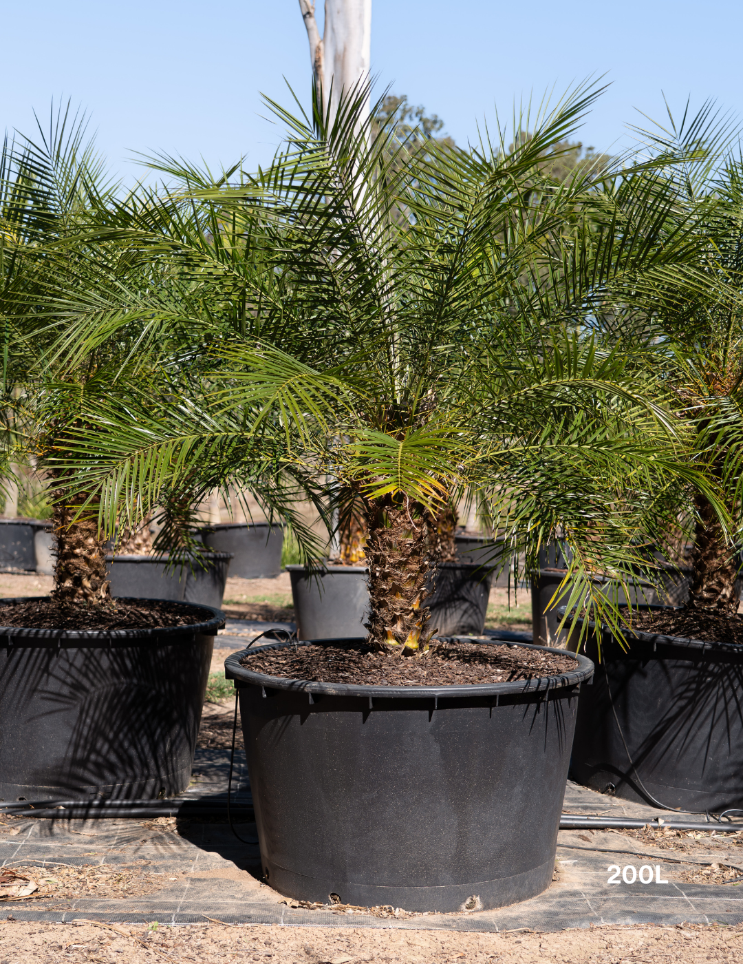 Phoenix Roebellini (Pygmy Date Palm)