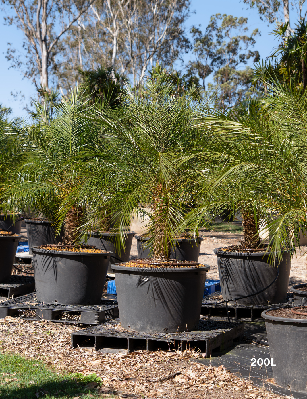 Phoenix Roebellini (Pygmy Date Palm) - Evergreen Trees Direct