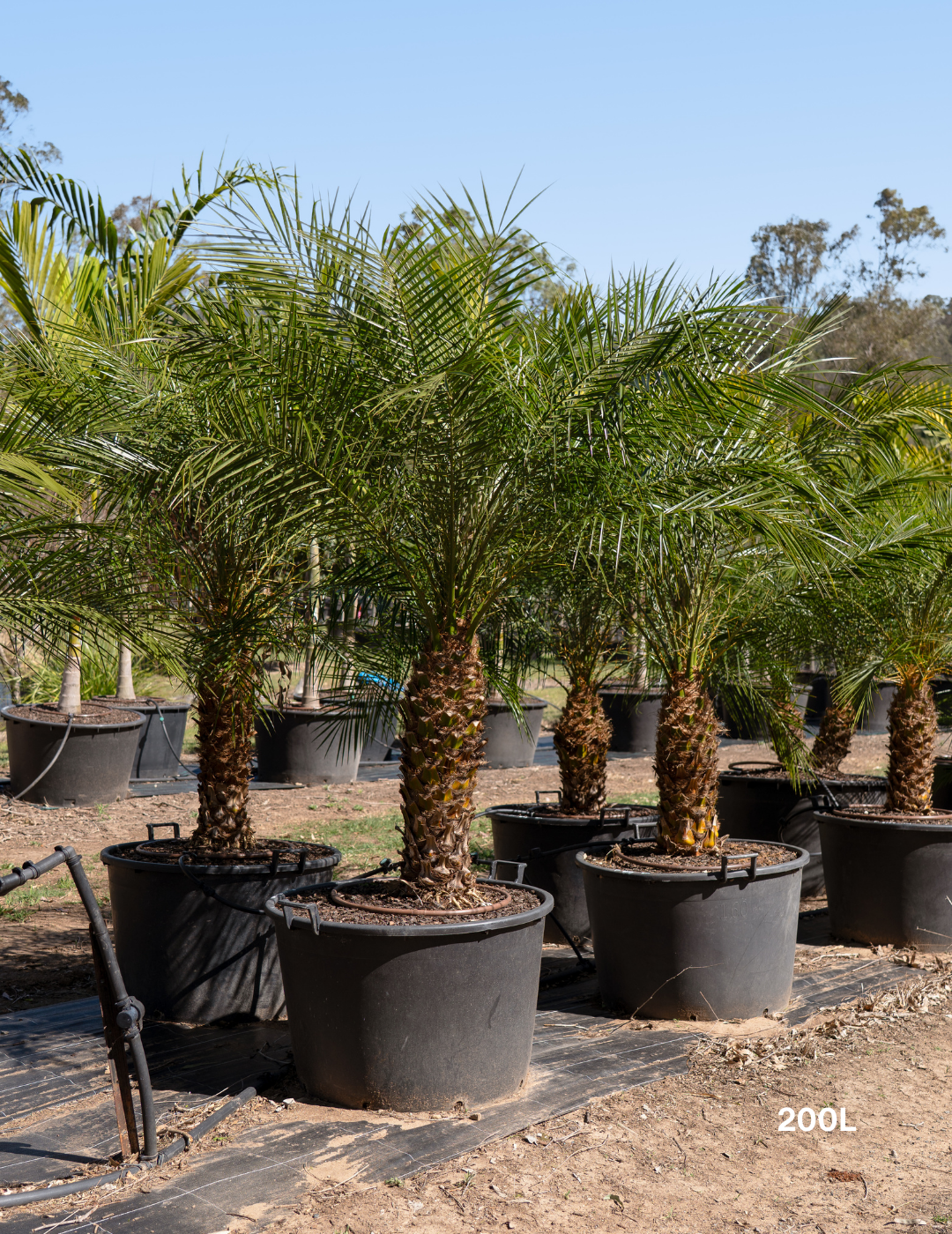 Phoenix roebelenii | Pygmy Date Palm for Courtyards - 200L - Evergreen ...