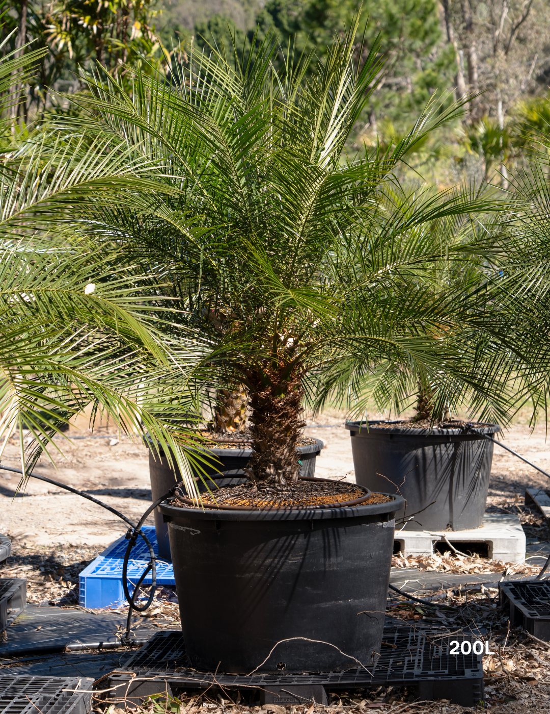 Phoenix Roebellini (Pygmy Date Palm) - Evergreen Trees Direct
