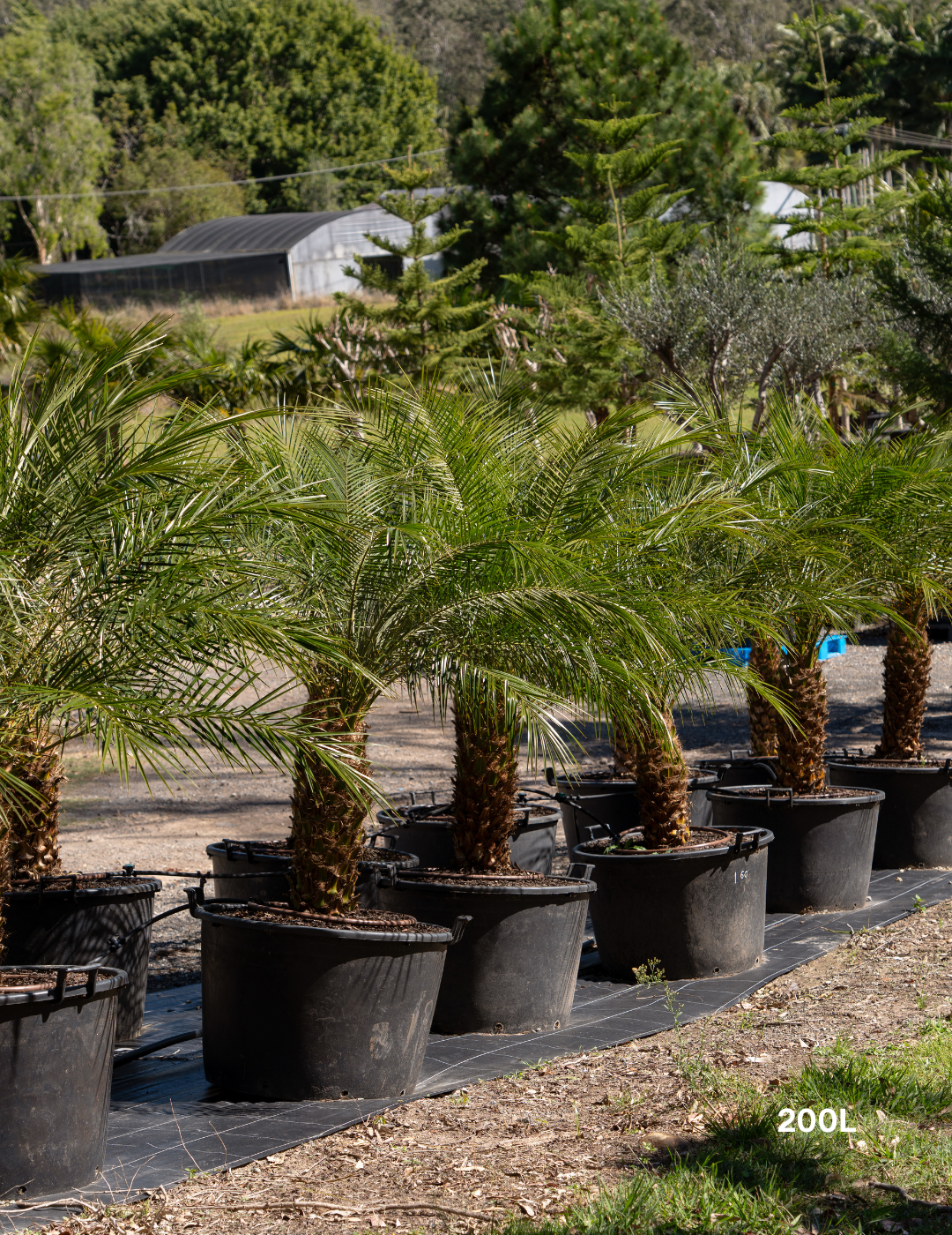 Phoenix Roebellini (Pygmy Date Palm) - Evergreen Trees Direct