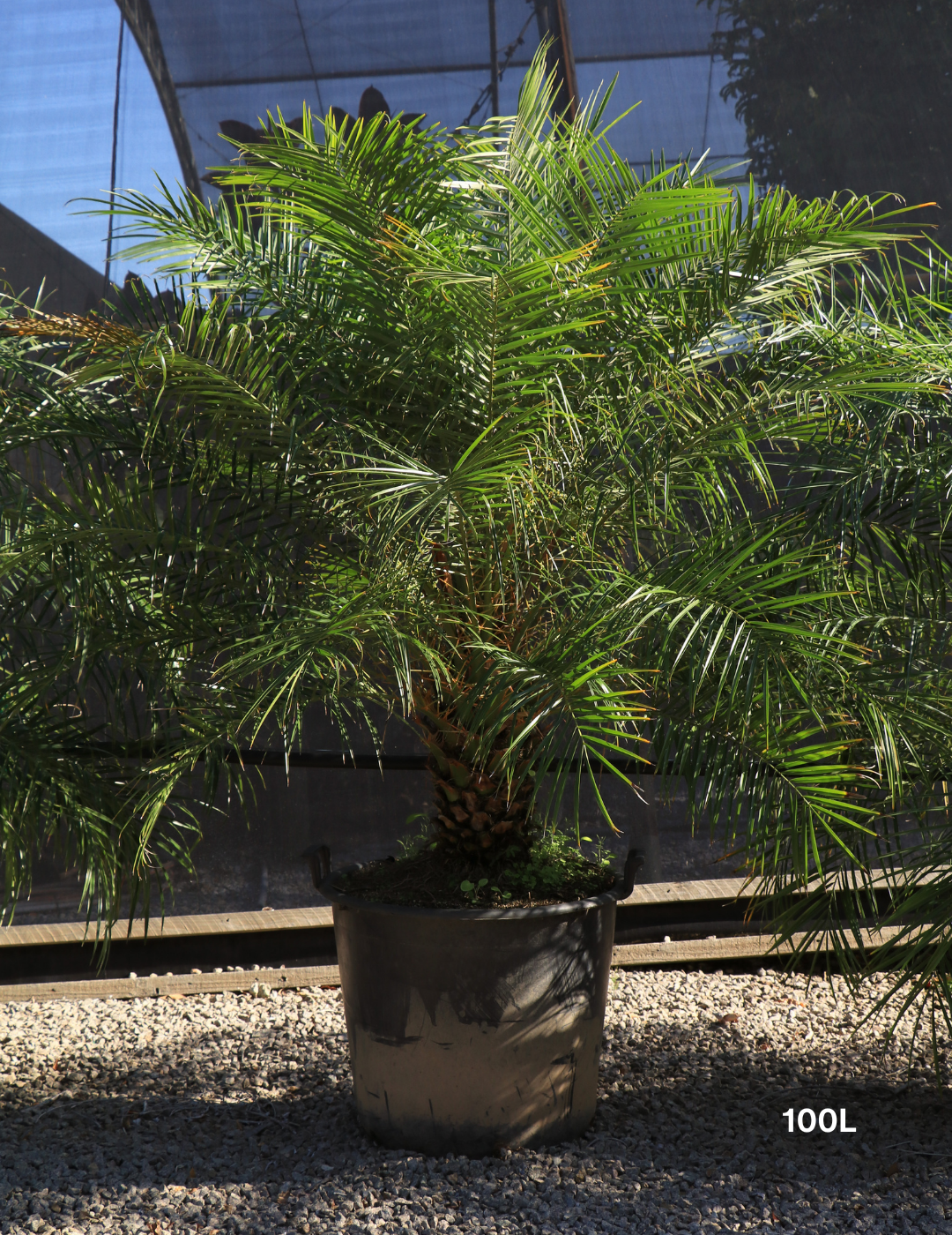Phoenix Roebellini (Pygmy Date Palm) - Evergreen Trees Direct