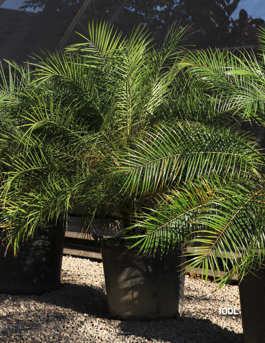 Phoenix Roebellini (Pygmy Date Palm) - Evergreen Trees Direct
