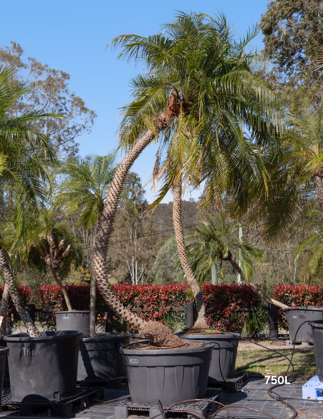 Phoenix Roebellini (Pygmy Date Palm)