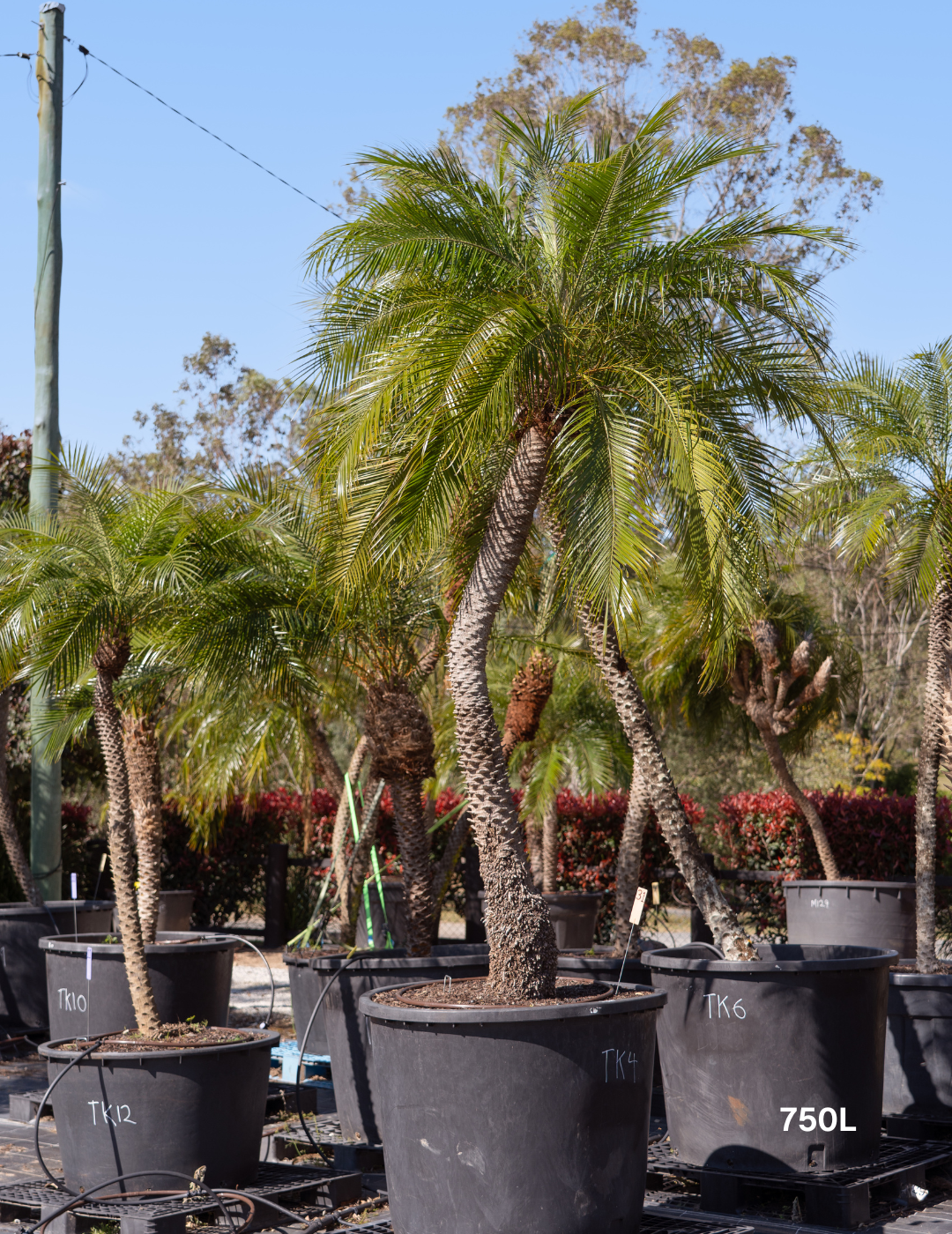 Phoenix Roebellini (Pygmy Date Palm)