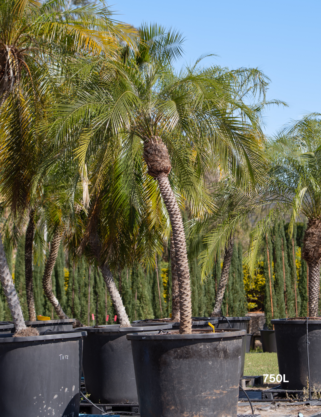 Phoenix Roebellini (Pygmy Date Palm) - Evergreen Trees Direct