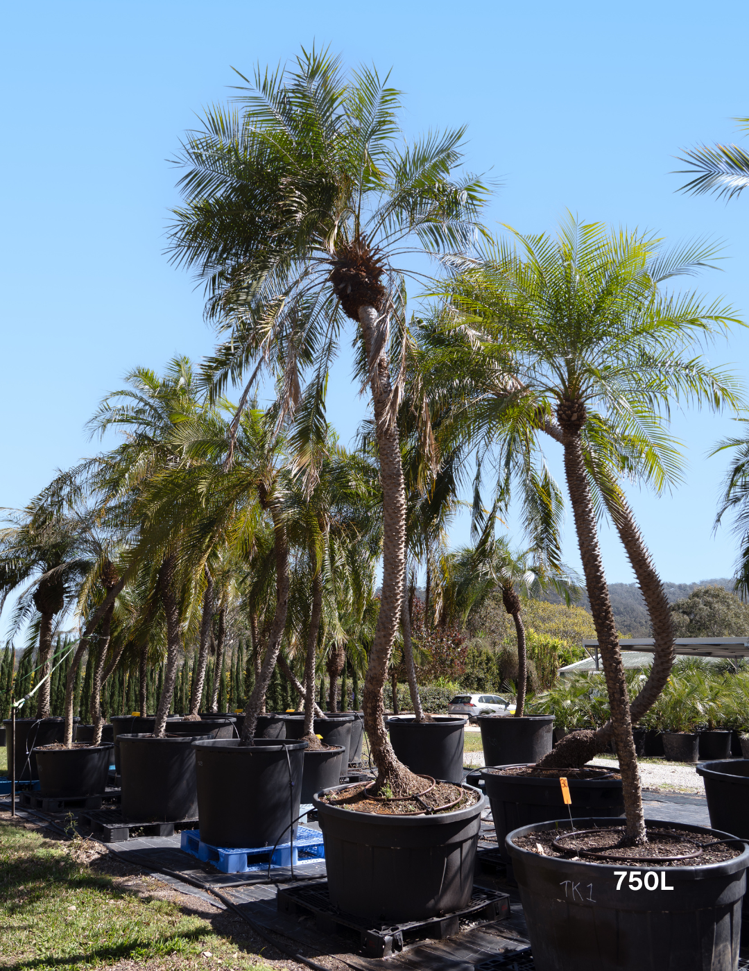 Phoenix Roebellini (Pygmy Date Palm)