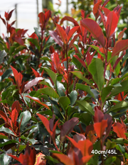 Photinia glabra 'Super Red' - Evergreen Trees Direct