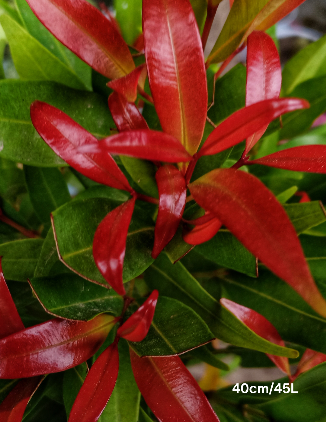 Photinia glabra 'Super Red' - Evergreen Trees Direct