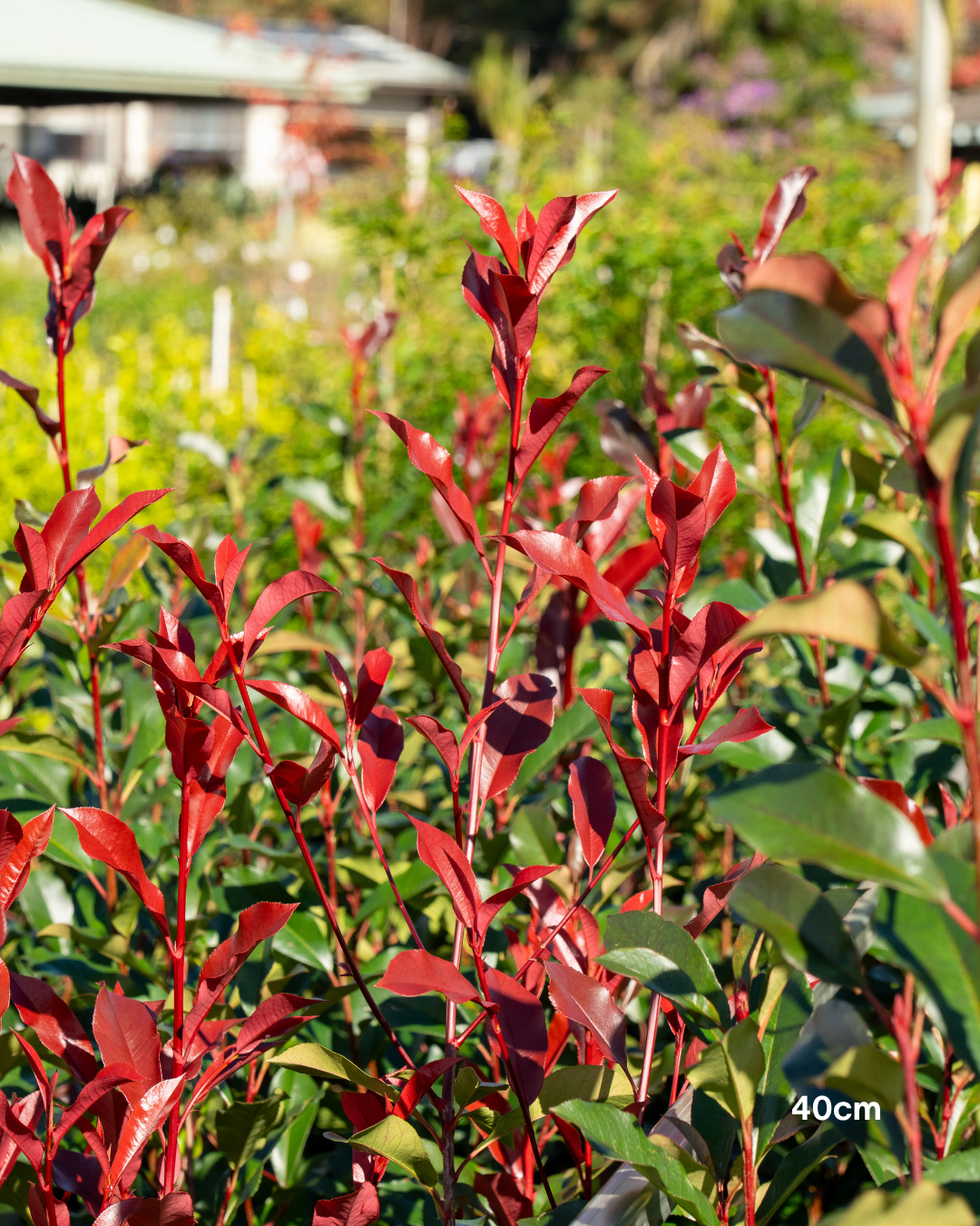 Photinia x fraseri 'Robusta' – Robusta Photinia