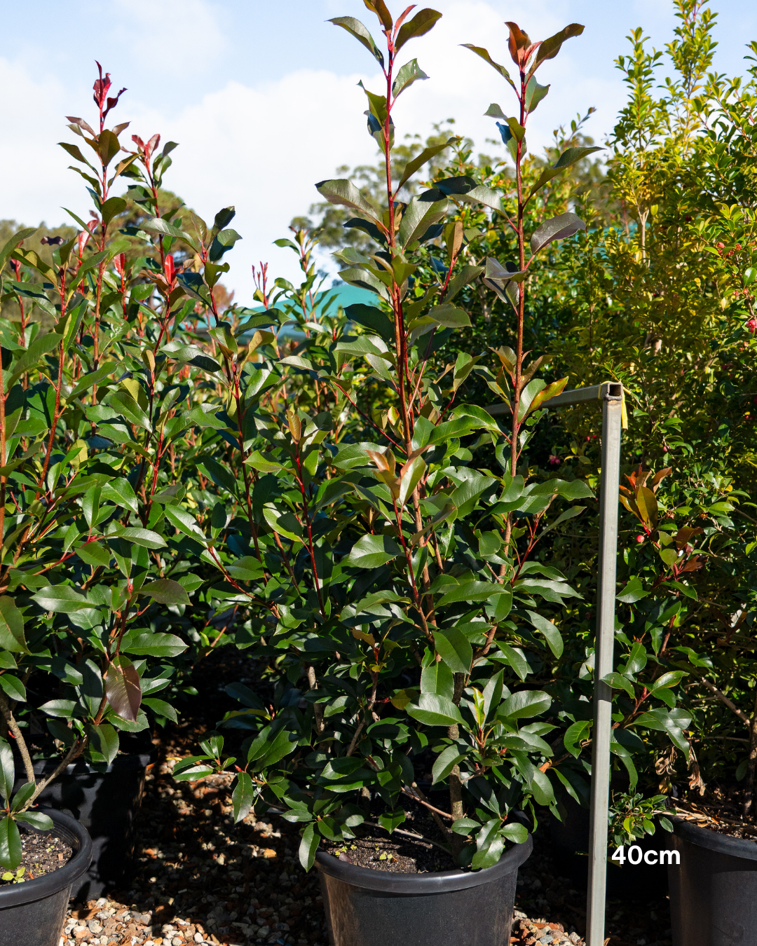 Photinia x fraseri 'Robusta' – Robusta Photinia